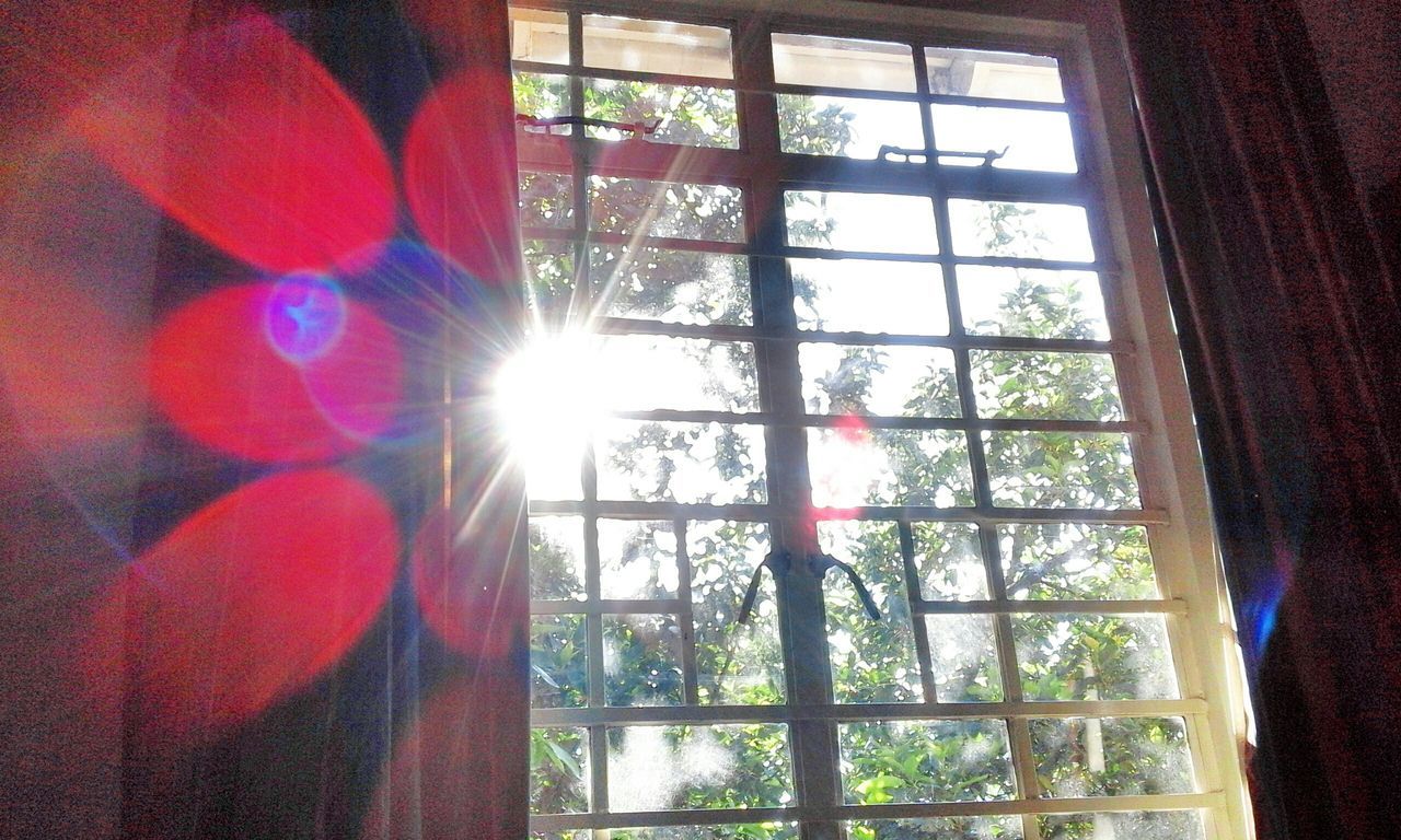 window, indoors, sun, curtain, glass - material, sunlight, tree, home interior, built structure, sunbeam, lens flare, growth, transparent, house, architecture, nature, day, hanging, close-up, plant