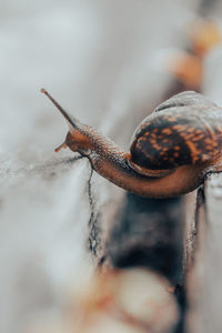 Close-up of snail