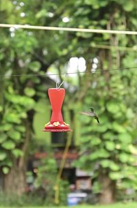 Close-up of bird flying against blurred background