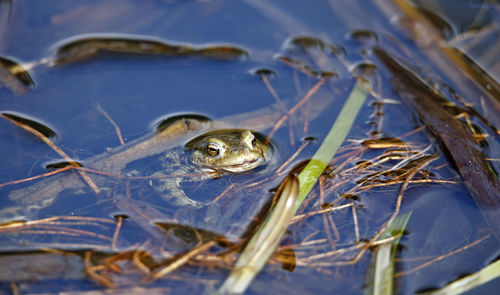 Common toad in a pond during the breeding season