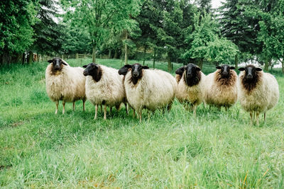 Sheep in a field