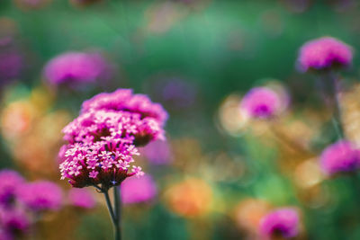 Close-up of pink flowering plant