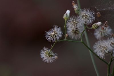 Close-up of thistle