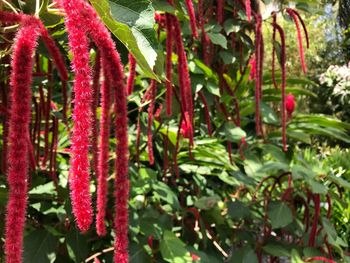 Close-up of red flowers on tree