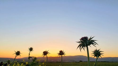 Palm trees on beach against clear sky at sunset