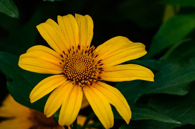 Close-up of yellow flower