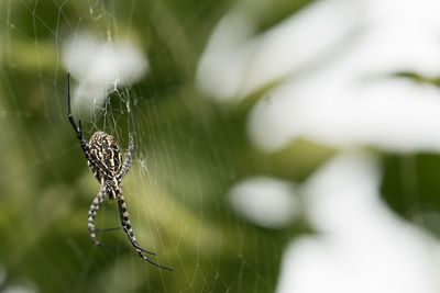 The spider species argiope aurantia is commonly known as the yellow garden spider