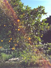 Trees growing on plant