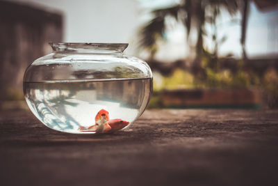 Goldfish in bowl on retaining wall