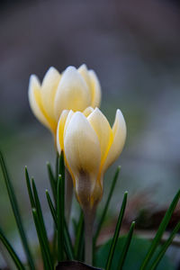 Close-up of crocus flower