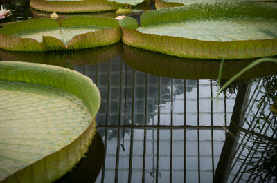 Close-up of fresh green leaf in water