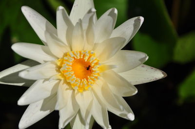 Close-up of white water lily blooming during sunny day