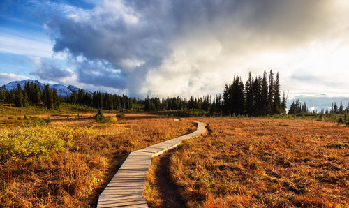 Dirt road amidst plants on field against sky