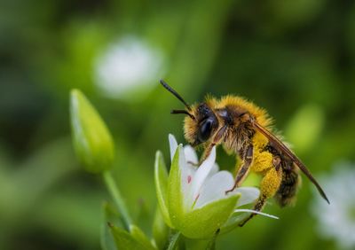 Close-up of bee pollinating on flower