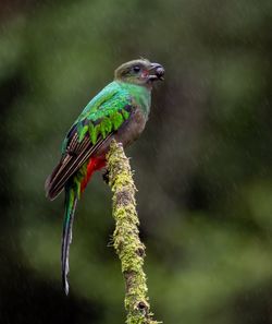 Close-up of bird perching on plant