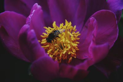 Close-up of purple flower