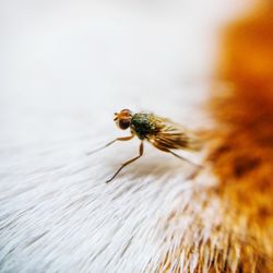 Close-up of housefly