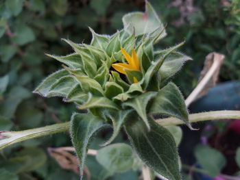 Close-up of yellow flowering plant