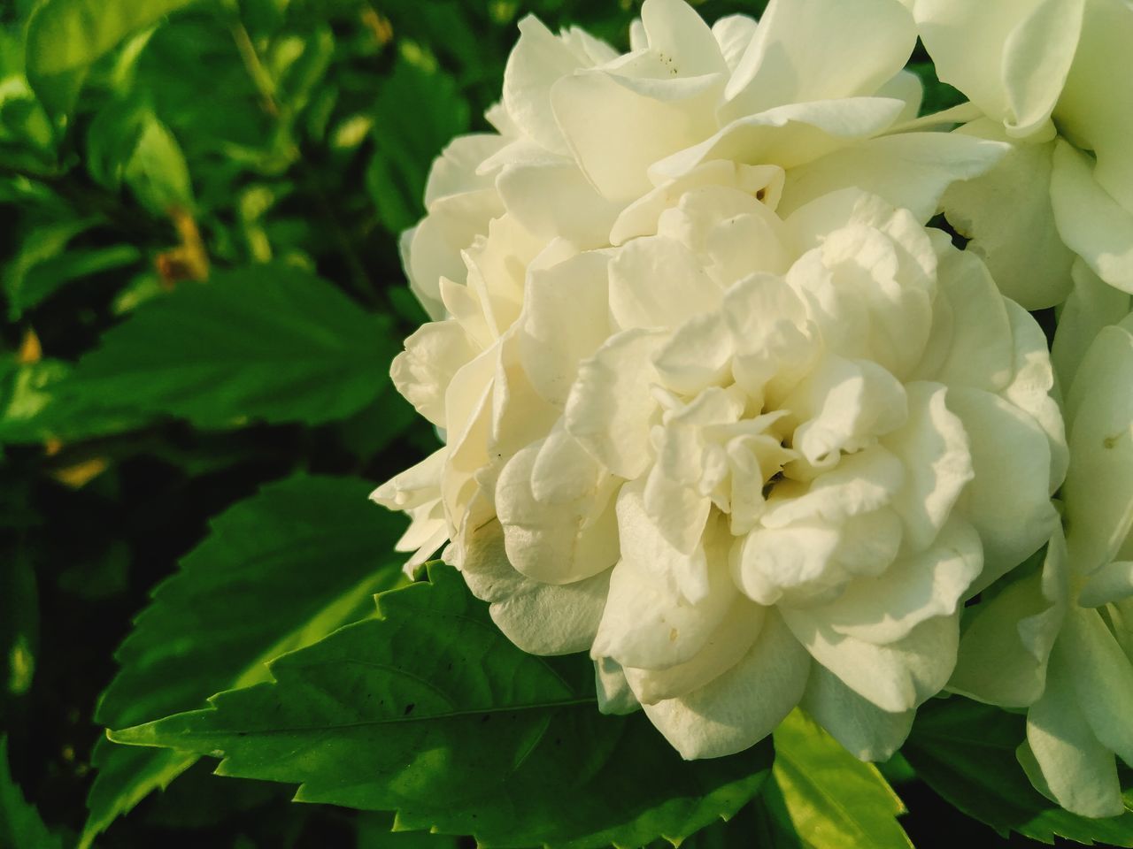 CLOSE-UP OF WHITE ROSES