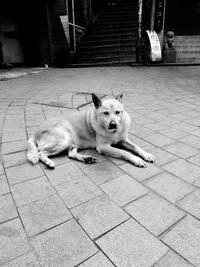 Portrait of dog resting on tiled floor