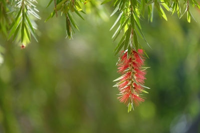 Close-up of red leaves on branch