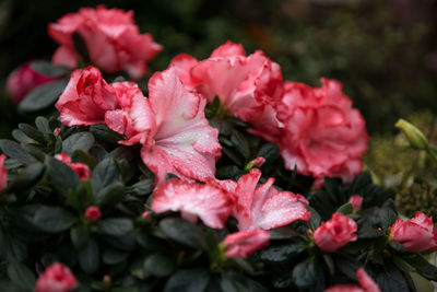 Close-up of pink flowers blooming outdoors