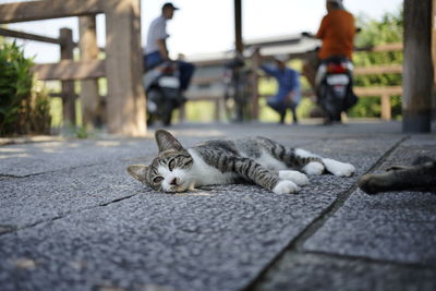 Cat lying on street