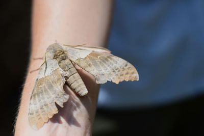 Close-up of hand feeding