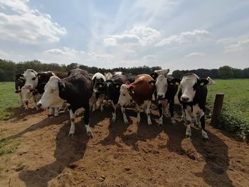 View of cows on field against sky