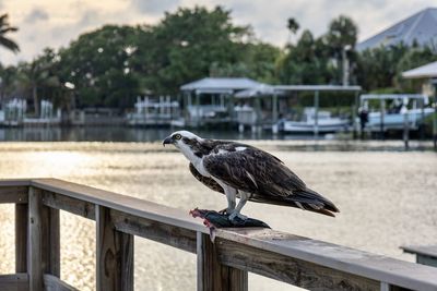 Close-up of an osprey eating fish