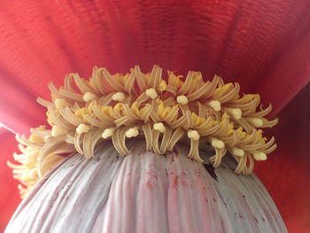 Close-up of red rose flower