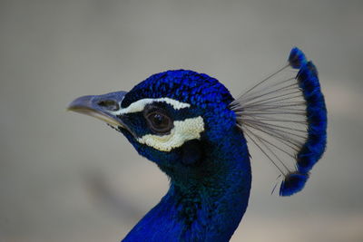 Close-up of peacock