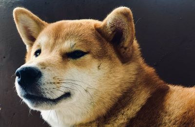 Close-up of dog looking away