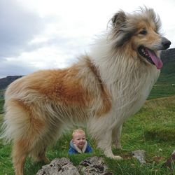 Close-up of dog standing against sky