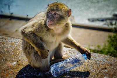 Close-up of monkey sitting outdoors