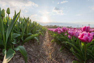 Close-up of pink flowering plants on land against sky