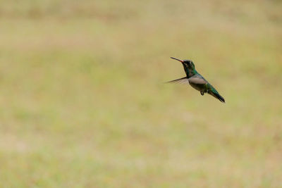 Low angle view of bird flying