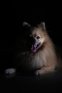 Portrait of dog sitting on black background