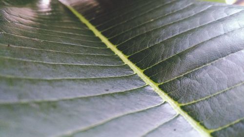 Full frame shot of leaves