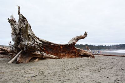 Driftwood on beach against sky