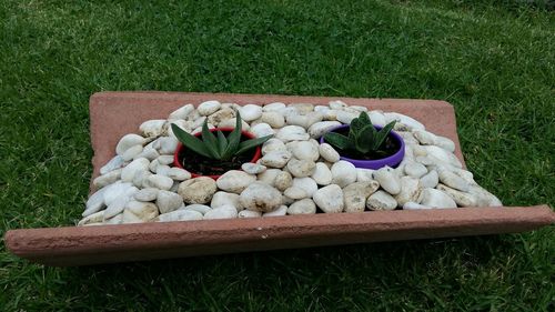 High angle view of flowers on grass