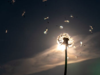 Low angle view of illuminated dandelion against sky at night