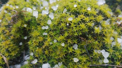 Close-up of white flowering plants