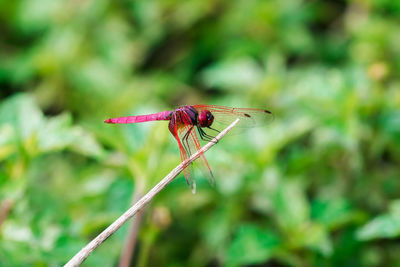 Close-up of dragonfly on plant