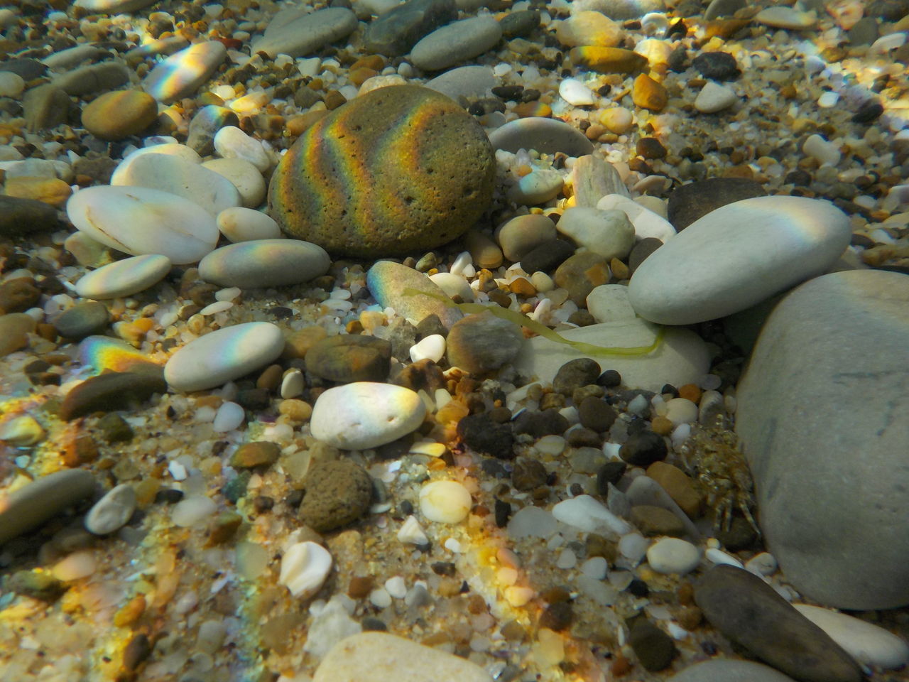 VIEW OF FISHES IN SEA