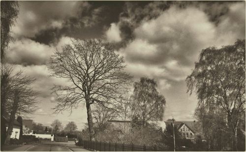 Bare trees against cloudy sky