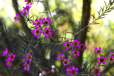 Close-up of pink flowering plants in park