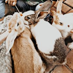 Rabbits fighting over carrots