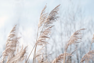 Pampas grass on the lake, reed layer, reed seeds. golden reeds on the lake sway 