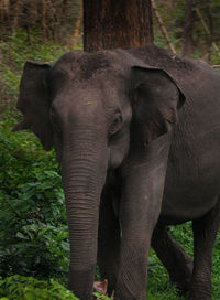 Elephant in a forest